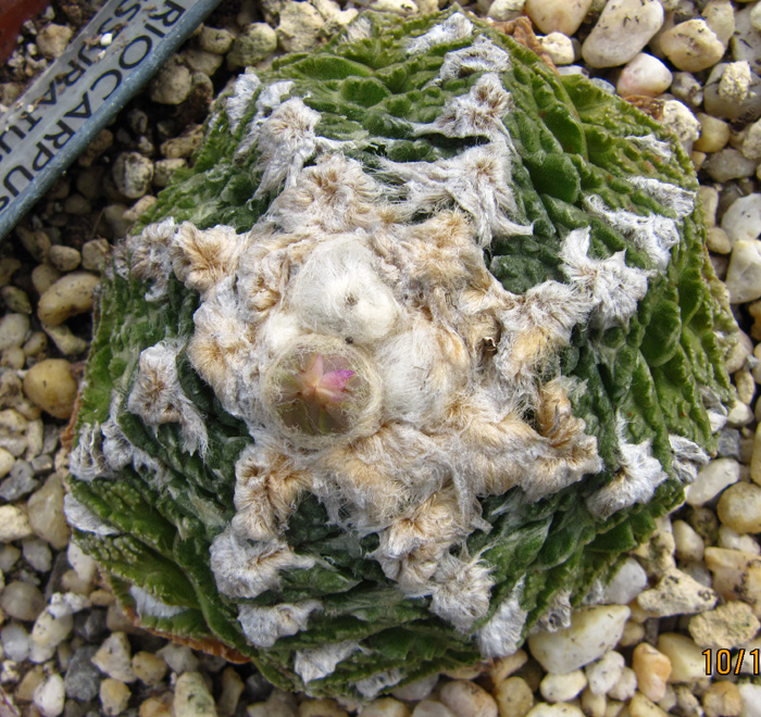 Ariocarpus fissuratus